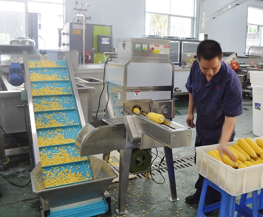 Machine de traitement industrielle de décortiqueur de maïs sucré frais FengXiang MZ-368