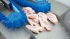 Machine professionnelle à demi-coupe de jarret de porc de scie à os de viande