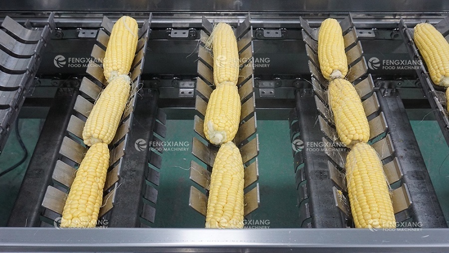 Machine de découpe de radis de maïs frais Fengxiang MC-365